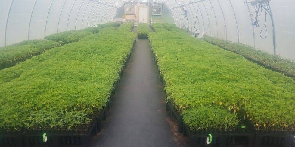 Greenhouse with young cannabis plants