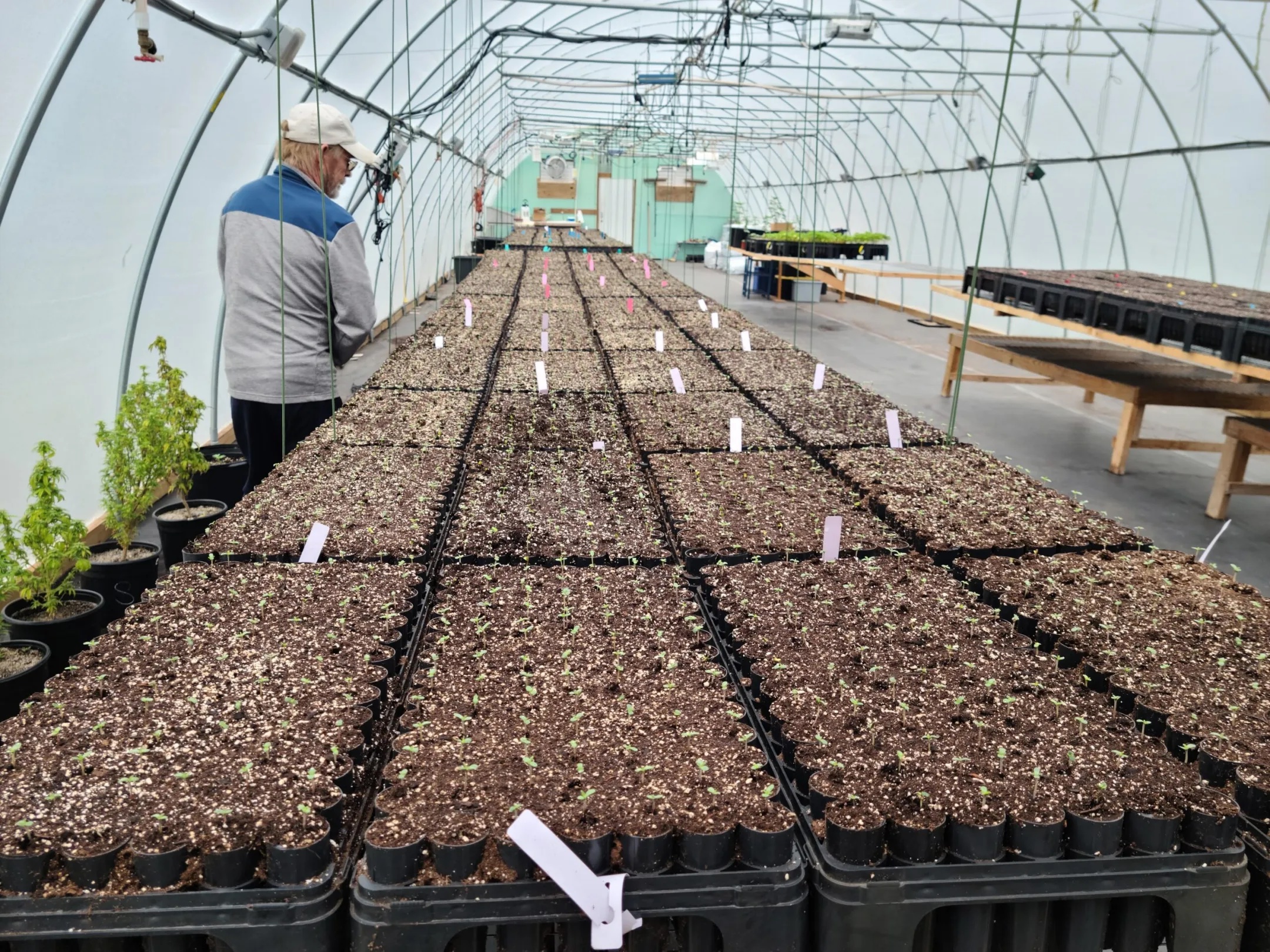 Greenhouse with seedling trays