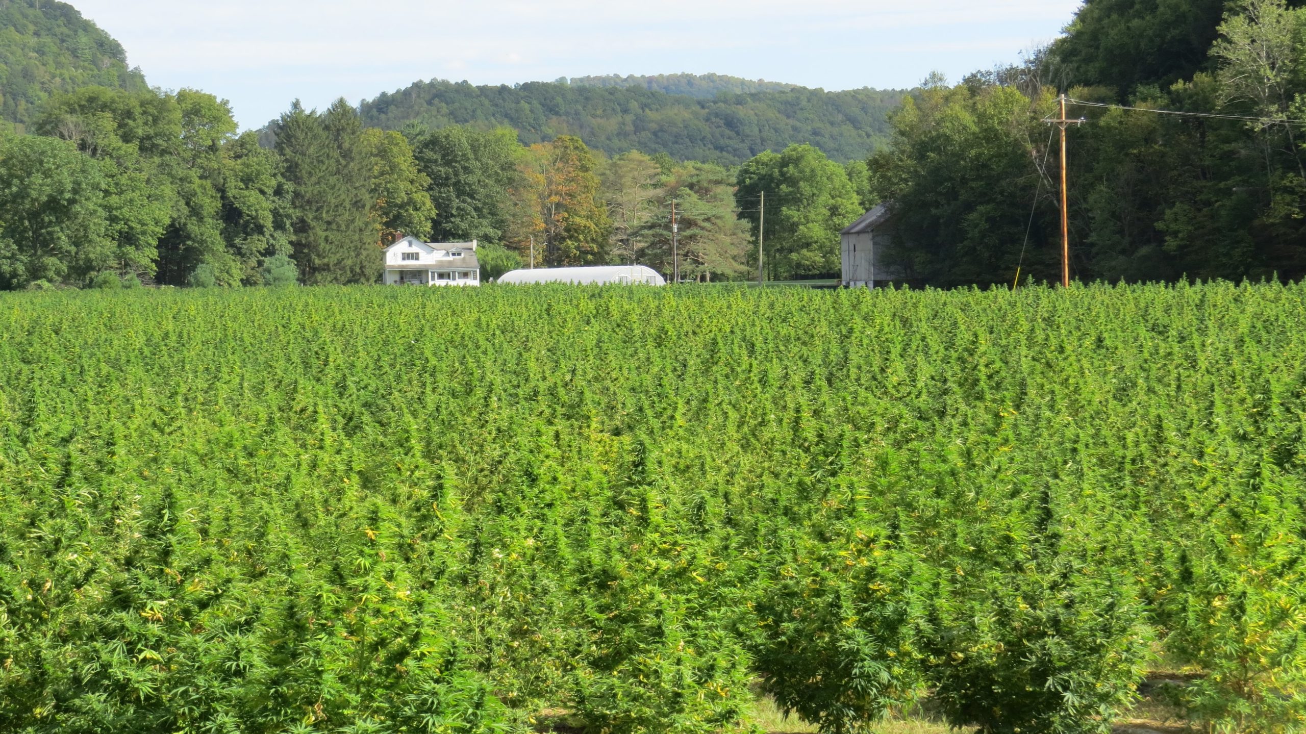 Outdoor cannabis field with mountains