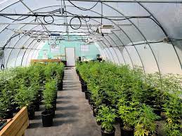 Greenhouse interior with mature plants